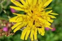 Glyphipterix simpliciella