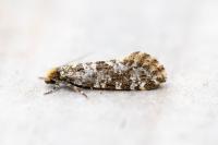 Triaxomera parasitella