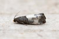 Notocelia cynosbatella