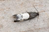 Notocelia cynosbatella