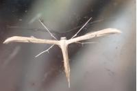 Emmelina monodactyla