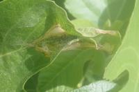 Choreutis nemorana