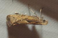 Acrolepiopsis vesperella