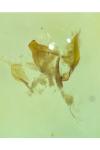 Lozotaenia cupidinana