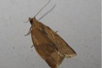 Clepsis