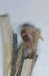 Psyche crassiorella
