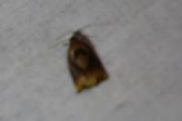 Archips podana