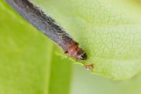 Coleophora hemerobiella
