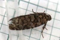 Barbara herrichiana