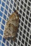 Argyrotaenia ljungiana