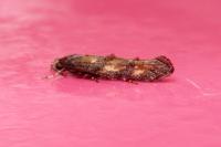 Mompha miscella