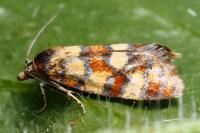 Aethes tesserana
