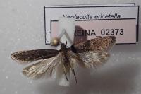 Neofaculta ericetella