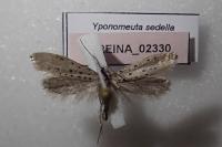 Yponomeuta sedella