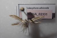 Coleophora albicosta