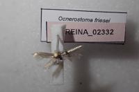 Ocnerostoma friesei