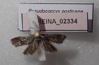 Pseudococcyx posticana