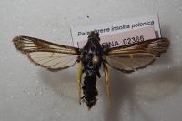 Paranthrene insolita polonica