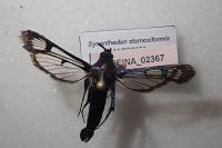 Synanthedon stomoxiformis