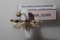 Neurothaumasia ankerella