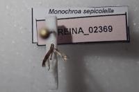 Monochroa sepicolella