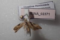 Hypatima rhomboidella