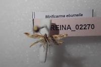 Mirificarma eburnella
