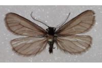 Heterogynis valdeblorensis