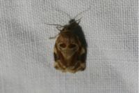 Archips xylosteana