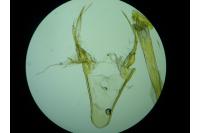 Chionodes distinctella