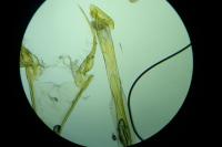 Chionodes distinctella