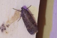 Chionodes distinctella