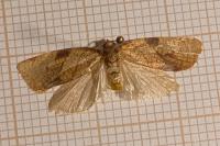 Lozotaenia cupidinana