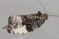 Hedya pruniana