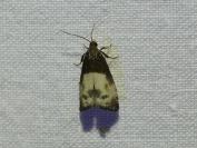 Notocelia cynosbatella