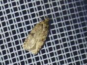 Agonopterix ferocella