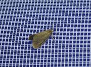 Bijugis bombycella
