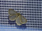 Bijugis bombycella