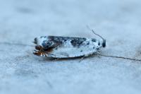 Ancylis laetana