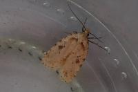 Agonopterix arenella