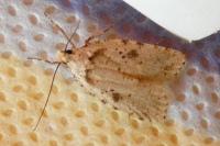 Agonopterix arenella