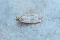 Agonopterix