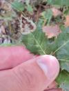 Phyllonorycter belotella