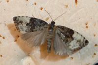 Hedya pruniana