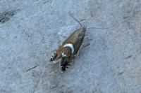 Glyphipterix forsterella