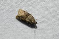 Syndemis musculana