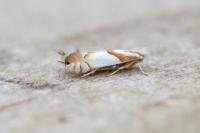 Phyllonorycter roboris