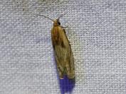 Eucosma gr. hohenwartiana