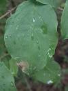 Antispila metallella