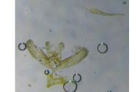 Elachista canapennella